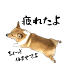 愉快なコーギー（個別スタンプ：4）