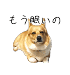愉快なコーギー（個別スタンプ：5）