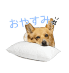 愉快なコーギー（個別スタンプ：6）