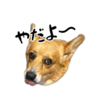 愉快なコーギー（個別スタンプ：7）