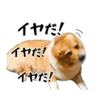 愉快なコーギー（個別スタンプ：8）