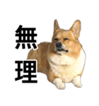 愉快なコーギー（個別スタンプ：9）