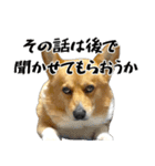 愉快なコーギー（個別スタンプ：10）