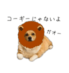 愉快なコーギー（個別スタンプ：11）