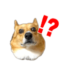 愉快なコーギー（個別スタンプ：13）