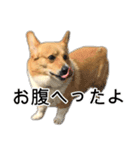 愉快なコーギー（個別スタンプ：15）