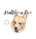愉快なコーギー（個別スタンプ：16）