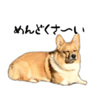 愉快なコーギー（個別スタンプ：17）