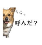 愉快なコーギー（個別スタンプ：18）