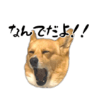 愉快なコーギー（個別スタンプ：20）