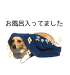 愉快なコーギー（個別スタンプ：23）