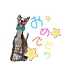 イタグレすたんぷカイトさん（個別スタンプ：1）