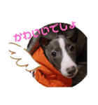 イタグレすたんぷカイトさん（個別スタンプ：2）