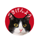 猫のサンパ2（個別スタンプ：1）