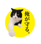 猫のサンパ2（個別スタンプ：4）