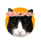 猫のサンパ2（個別スタンプ：6）