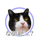 猫のサンパ2（個別スタンプ：7）