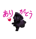 黒パグのあかちゃん（個別スタンプ：1）
