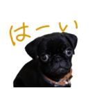 黒パグのあかちゃん（個別スタンプ：6）