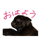 黒パグのあかちゃん（個別スタンプ：7）