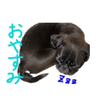 黒パグのあかちゃん（個別スタンプ：8）