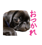 黒パグのあかちゃん（個別スタンプ：9）