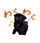 黒パグのあかちゃん（個別スタンプ：14）