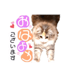 ルナ**（個別スタンプ：1）