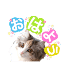 ルナ**（個別スタンプ：2）