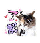 ルナ**（個別スタンプ：7）