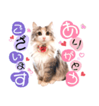 ルナ**（個別スタンプ：10）