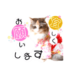 ルナ**（個別スタンプ：12）