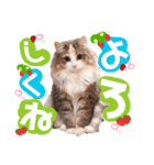ルナ**（個別スタンプ：13）