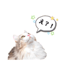 ルナ**（個別スタンプ：21）