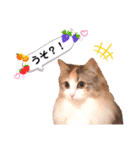 ルナ**（個別スタンプ：22）