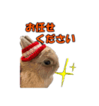 仕事で使える子ウサギ（Tony ＆ Peter）（個別スタンプ：5）