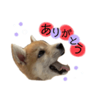 もなかくん(0.5歳)（個別スタンプ：2）