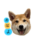 もなかくん(0.5歳)（個別スタンプ：3）