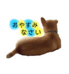 もなかくん(0.5歳)（個別スタンプ：4）