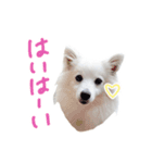 Japanese Spitz Gumi-chan（個別スタンプ：1）