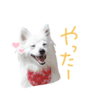 Japanese Spitz Gumi-chan（個別スタンプ：3）