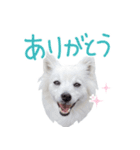 Japanese Spitz Gumi-chan（個別スタンプ：4）