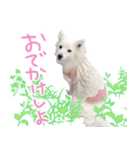 Japanese Spitz Gumi-chan（個別スタンプ：5）