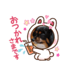 これでもパピヨン★陸＆毬 Part3（個別スタンプ：3）