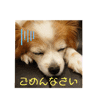 麦ポポスタンプ①（個別スタンプ：5）
