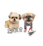 ポメラニアン×シーズー軍団のスタンプ（個別スタンプ：3）