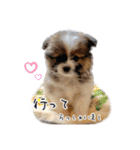 ポメラニアン×シーズー軍団のスタンプ（個別スタンプ：9）