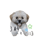 ポメラニアン×シーズー軍団のスタンプ（個別スタンプ：34）