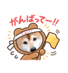 柴犬☆レオくん☆てーたんの幸せな日常♡（個別スタンプ：5）