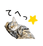 かわヨな猫ちゃんスタンプ3（個別スタンプ：1）